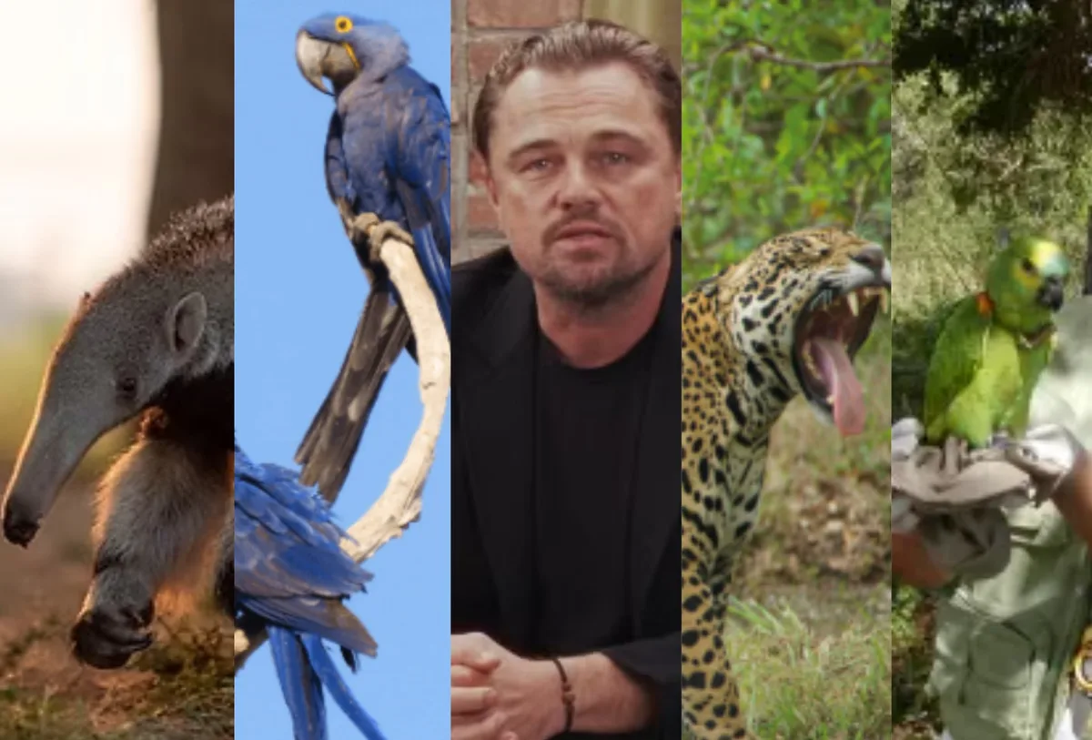 Leonardo DiCaprio veio ao Pantanal para conhecer projetos que protegem onças, araras e tamanduás