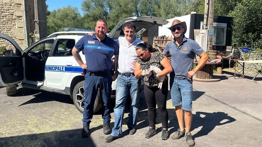"Il était apeuré et déshydraté": le cochon Babe s'échappe de chez lui et reste coincé 24 heures dans un fossé à Macheren
