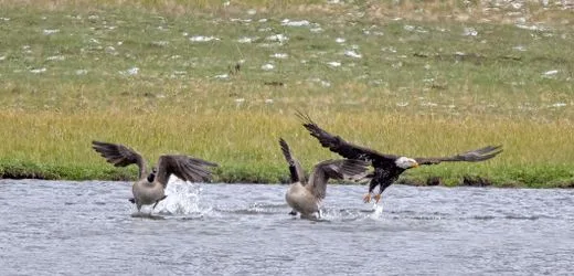 USA und Kanada: Weißkopfseeadler attackiert Kanadagans – Weißes Haus erntet Spott für Tierfoto