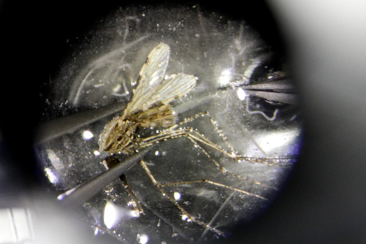 Mueren de malaria dos empleados del aeropuerto de Fráncfort por la picadura de un mosquito infectado en un avión