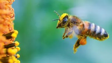 Wo der weltweite Naturschutz wirklich steht