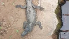 Boy, 3, injured in crocodile attack returns home