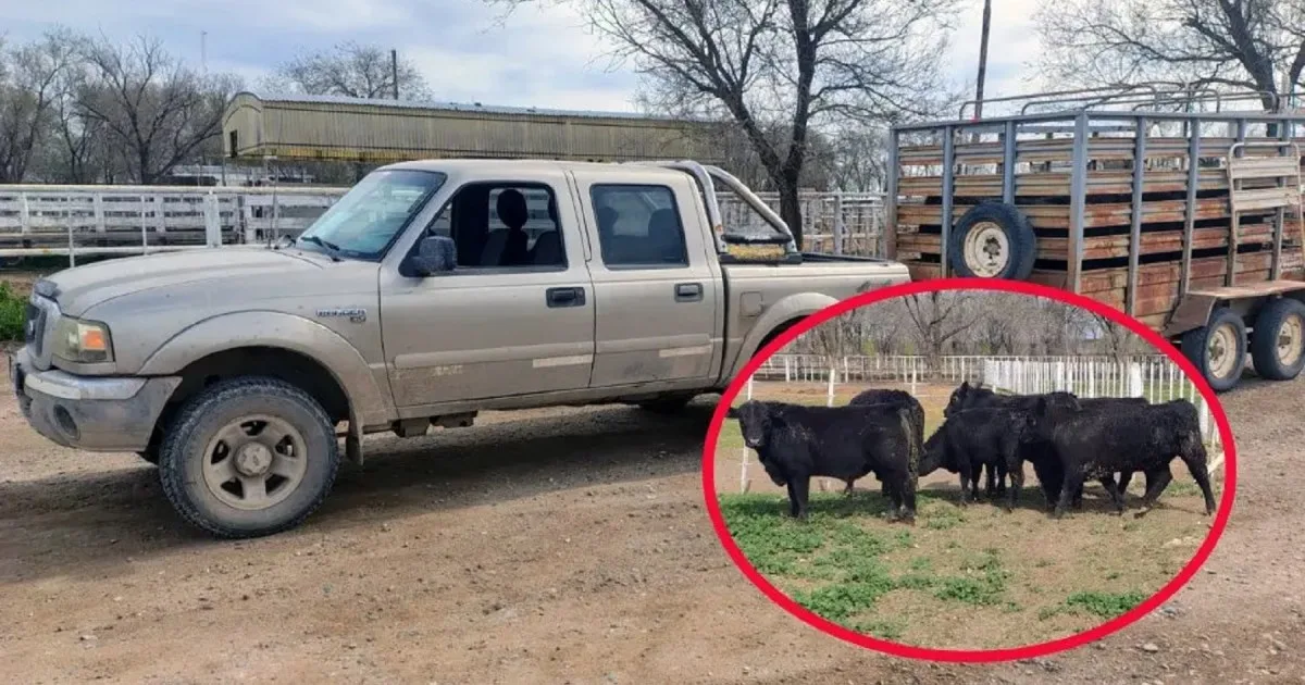 Secuestran ganado transportado irreglularmente en Río Colorado