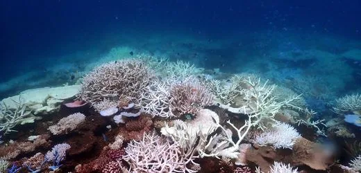 Korallenriffe haben kaum noch Zeit zur Erholung – auch wegen El Niño