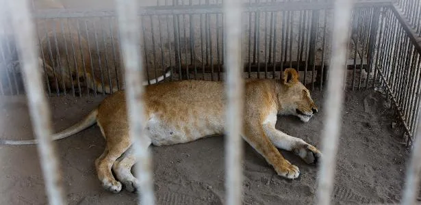 Zoológico de Gaza abre em meio à guerra com leão apático e chimpanzés