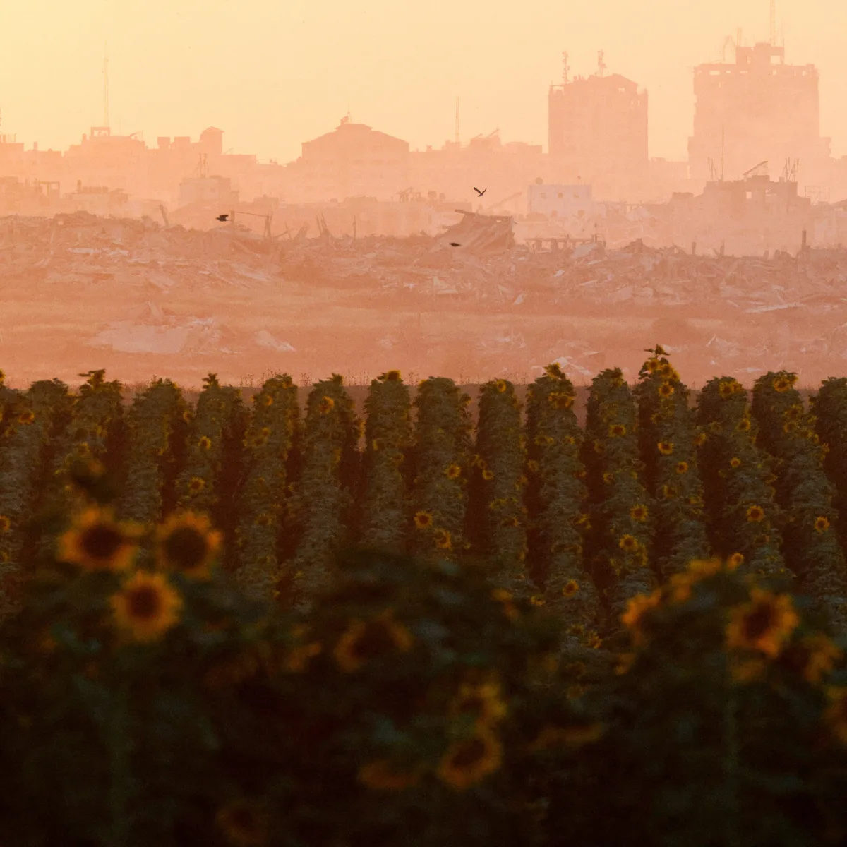 The Board of Peace Road Map for Gaza Gives Hope