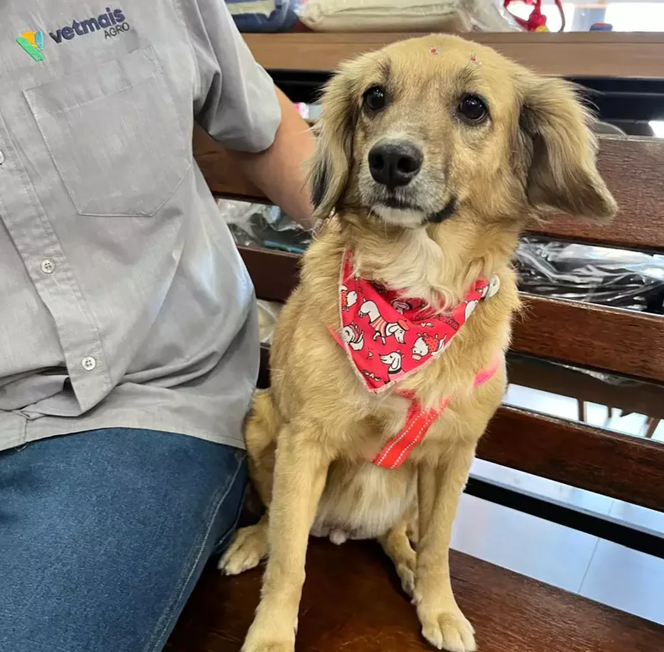 Cachorrinha recém-saída do banho aparece em loja e funcionários procuram tutor