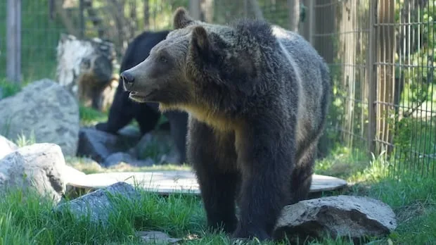 'No risk' to public safety after grizzly bear escaped enclosure, Calgary Zoo says