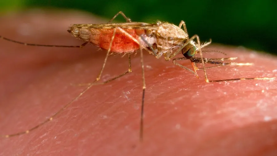 Eingeschleppte Mücken: Dritter Malaria-Toter in Frankfurt - was ist bekannt?