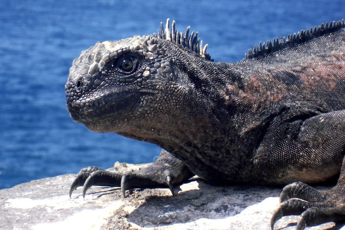 Scientists Fear Super El Niño and a ‘Strange Uptick’ in Trafficking Could Decimate Galápagos Iguana Populations