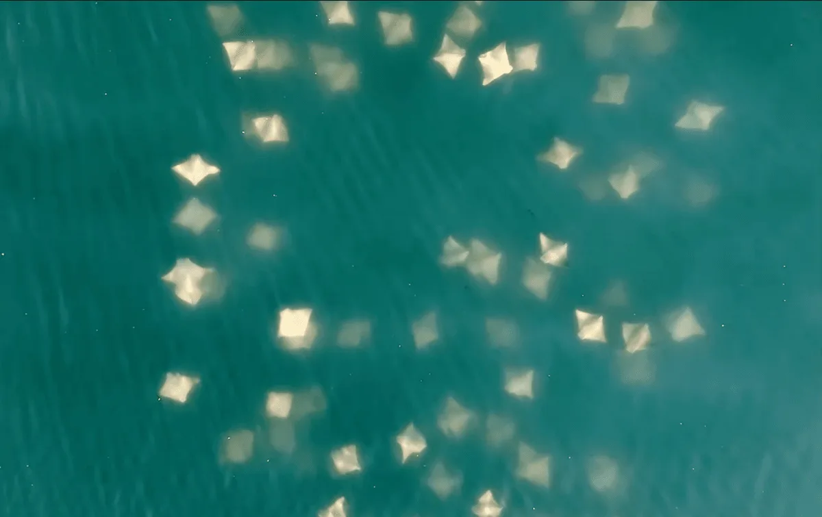 See hundreds of stingrays swarming off the coast of New York