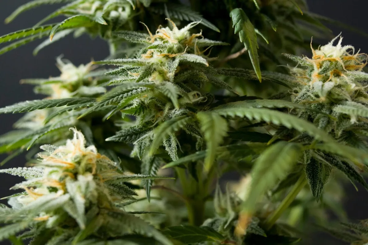 A 15-Year-Old’s Cannabis ‘Scromiting’ Got So Bad His Brain Started Shutting Down
