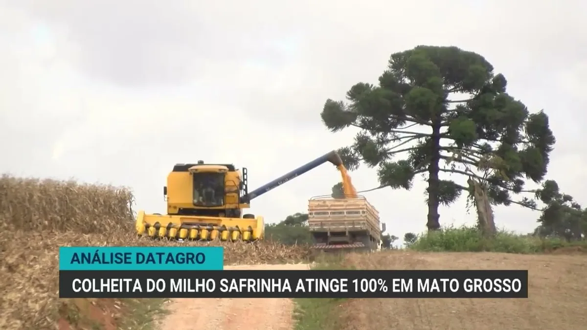 Colheita do milho safrinha atinge 92% da área prevista no Brasil