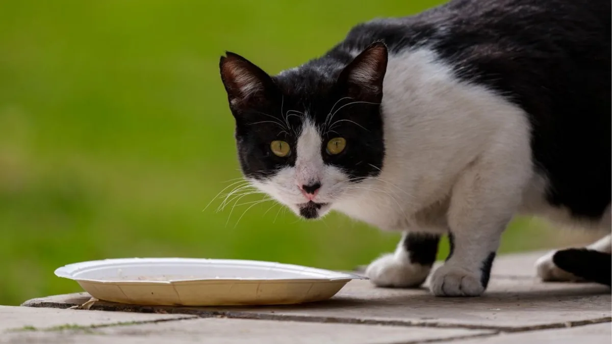 ¿Tu mascota dejó de comer? Estas son las causas más frecuentes en perros y gatos