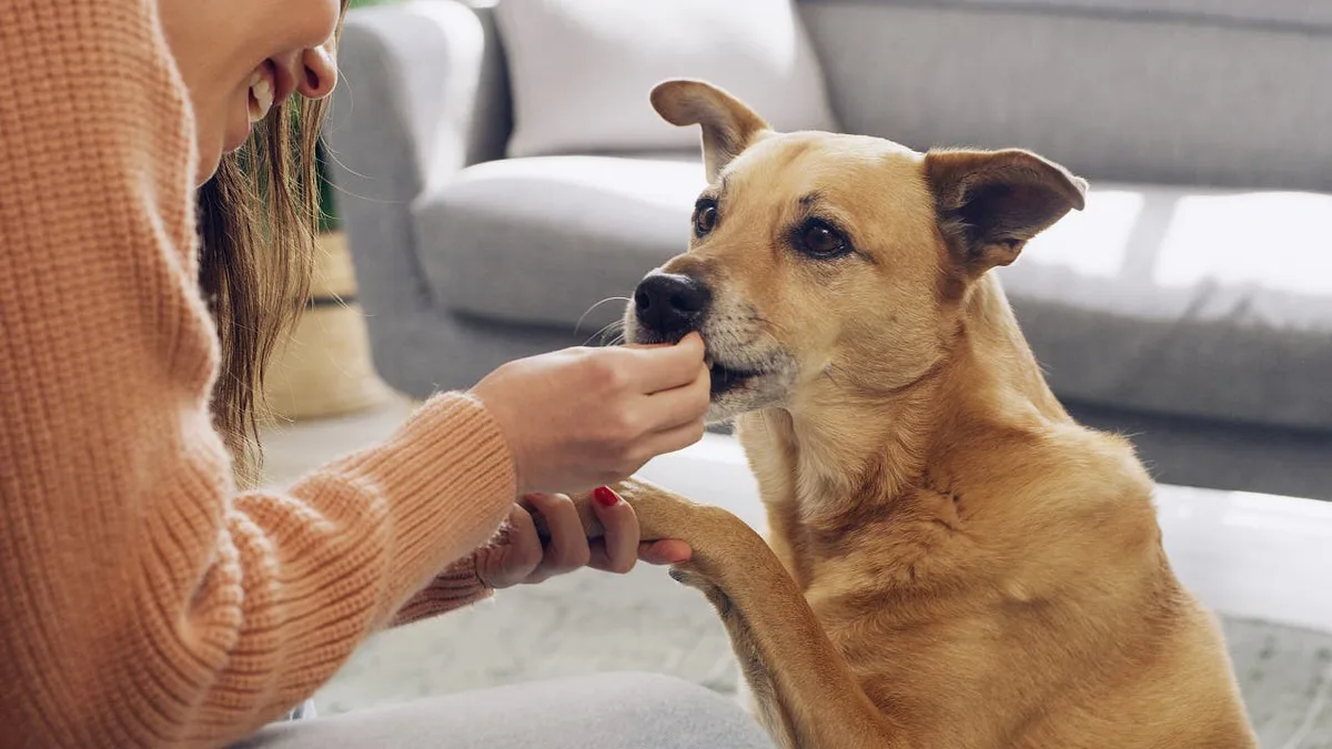 Hundeforschung: Zucht und Training trimmen das Hundegehirn auf Kommunikation