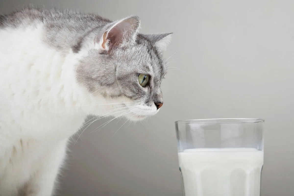 Animal expert explains why you should never give milk to your cat