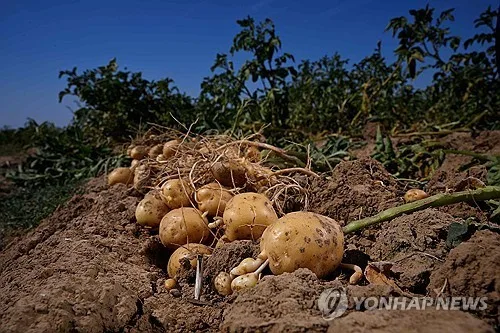 유럽 폭염에 수확량 '뚝'…'감자튀김 종주국' 벨기에 울상