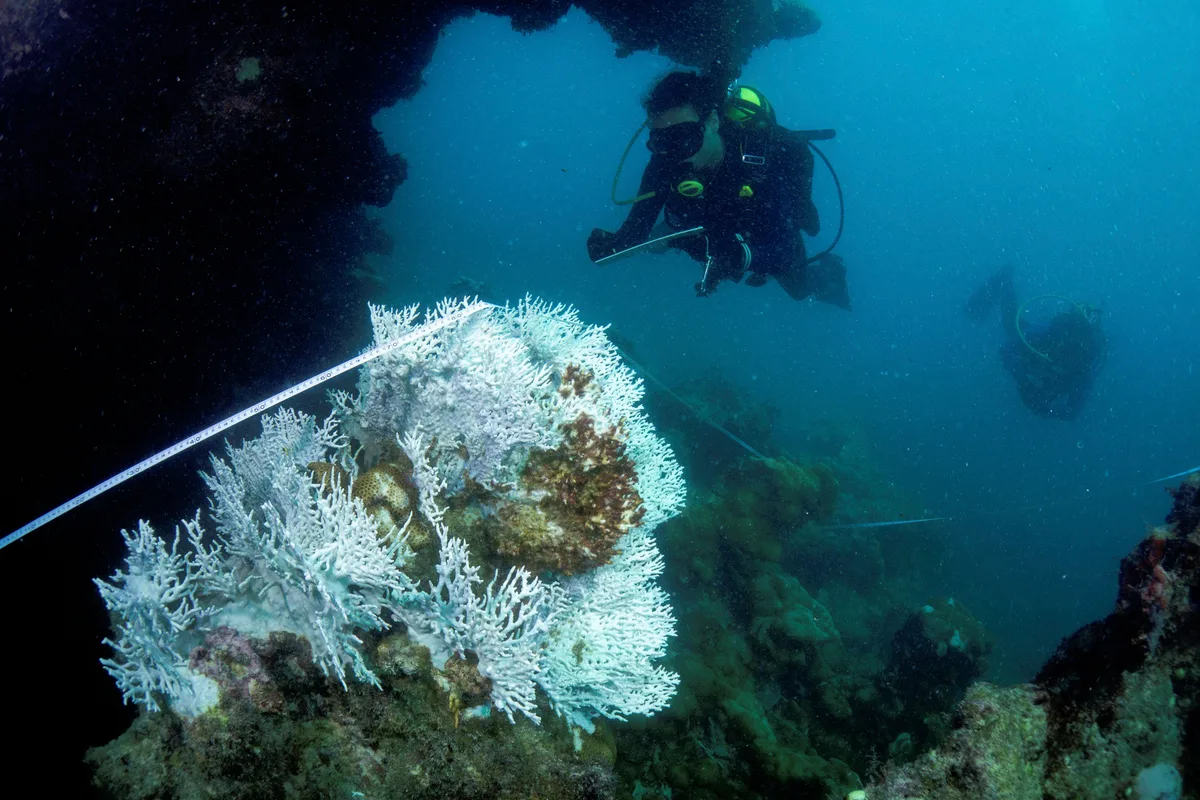Corais e montes submarinos vão ser mapeados de Vitória à Ilha de Trindade