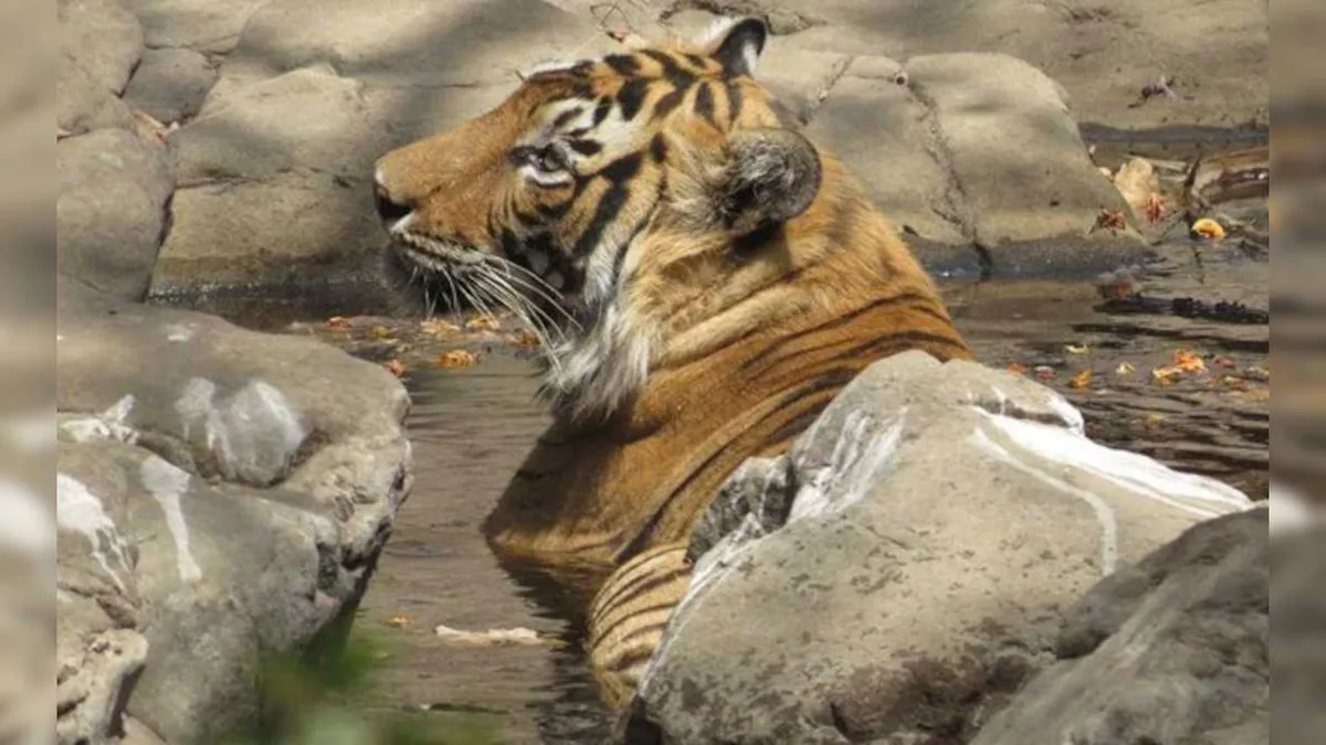 Vets Turn To Common Garden Herb To Treat Tigress With Deadly Viral Disease