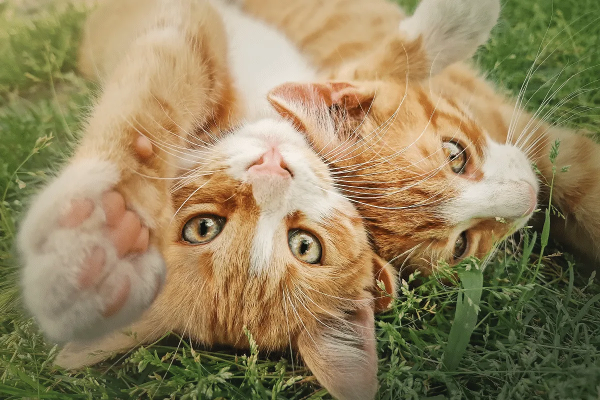 Noé, Davi e Salomão: veja os melhores nomes para gatos inspirados na Bíblia