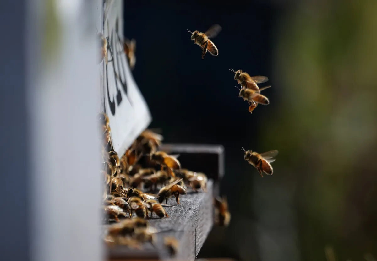 Beekeepers appeal for emergency federal help, as U.S. tariffs on honey threaten survival of hives