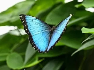 Le papillon qui a inspiré l’émoji de nos téléphones est en danger