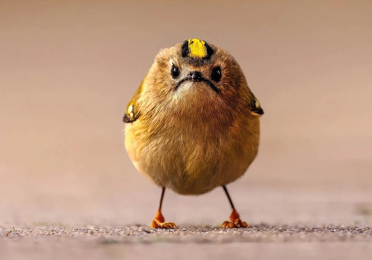 Angry Bird: no estaba enfadado, solo tenía hambre