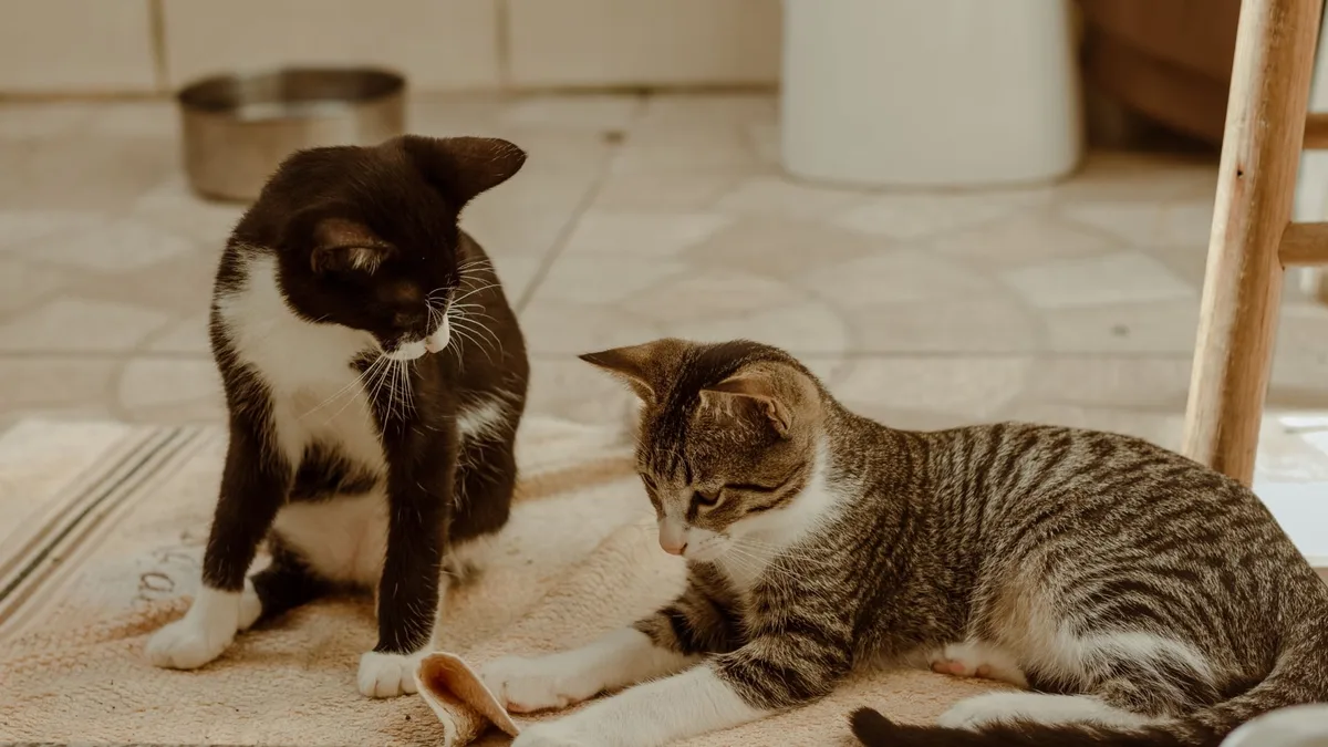 Tu gato sí puede extrañarte: estas señales revelan cuánto apego tiene hacia ti