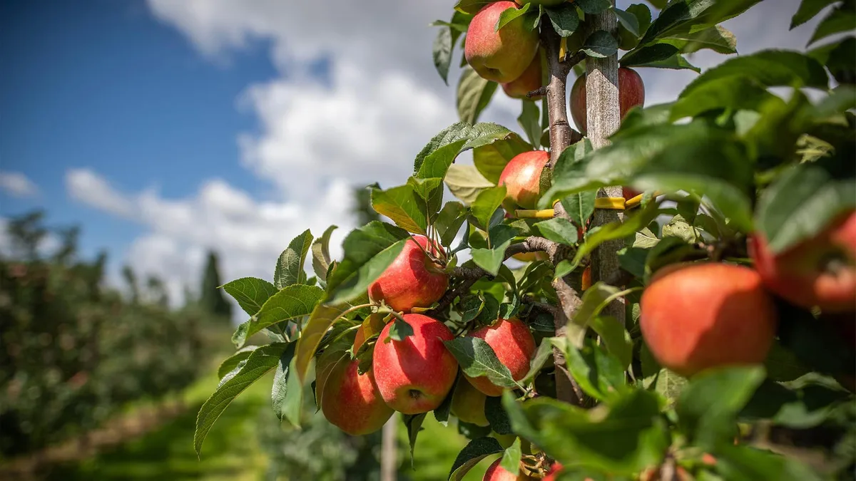 Apfel-Produzenten unter Druck