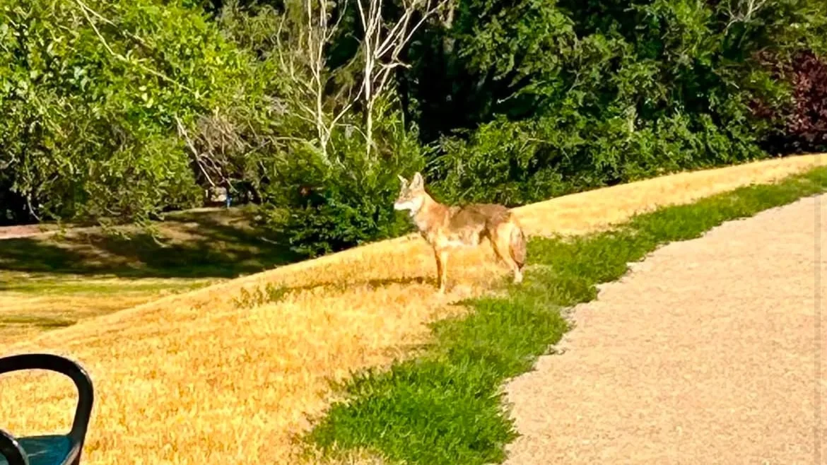 Coyote vs. Cathedral: Regina residents worried about wildlife in neighbourhood