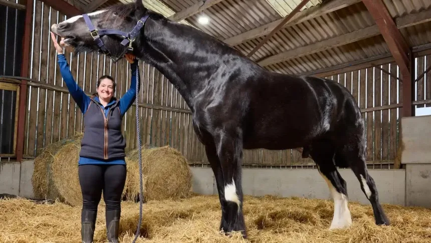 El increíble caso de Hugo, el caballo que es tan grande que rompió un récord Guinness