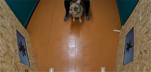 Cães podem associar sons a formas, assim como os humanos, diz estudo