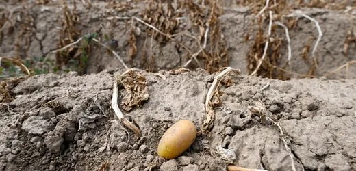 Böden im Trockenstress: Was Extremwetter für Kartoffeln in Deutschland bedeutet