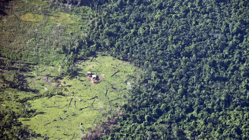Reino Unido anuncia aporte de US$ 540 milhões ao Fundo Florestas Tropicais para Sempre (TFFF)