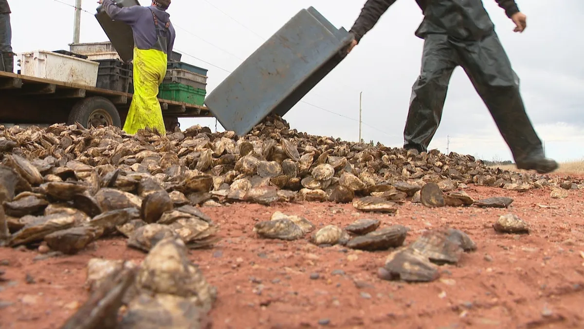 With millions of dead oysters and mounting debt, P.E.I. farmers fear they'll lose everything
