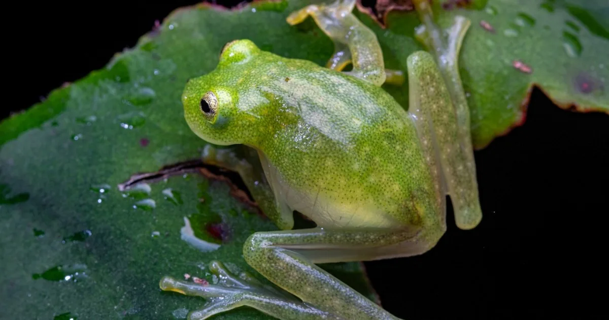 Las sorprendentes ranas de cristal esconden el 90% de su sangre mientras duermen y desconciertan a los científicos: el animal en reposo es dos o tres veces más transparente que cuando está despierto, y las células vuelven a circular en cuanto empieza a moverse de nuevo