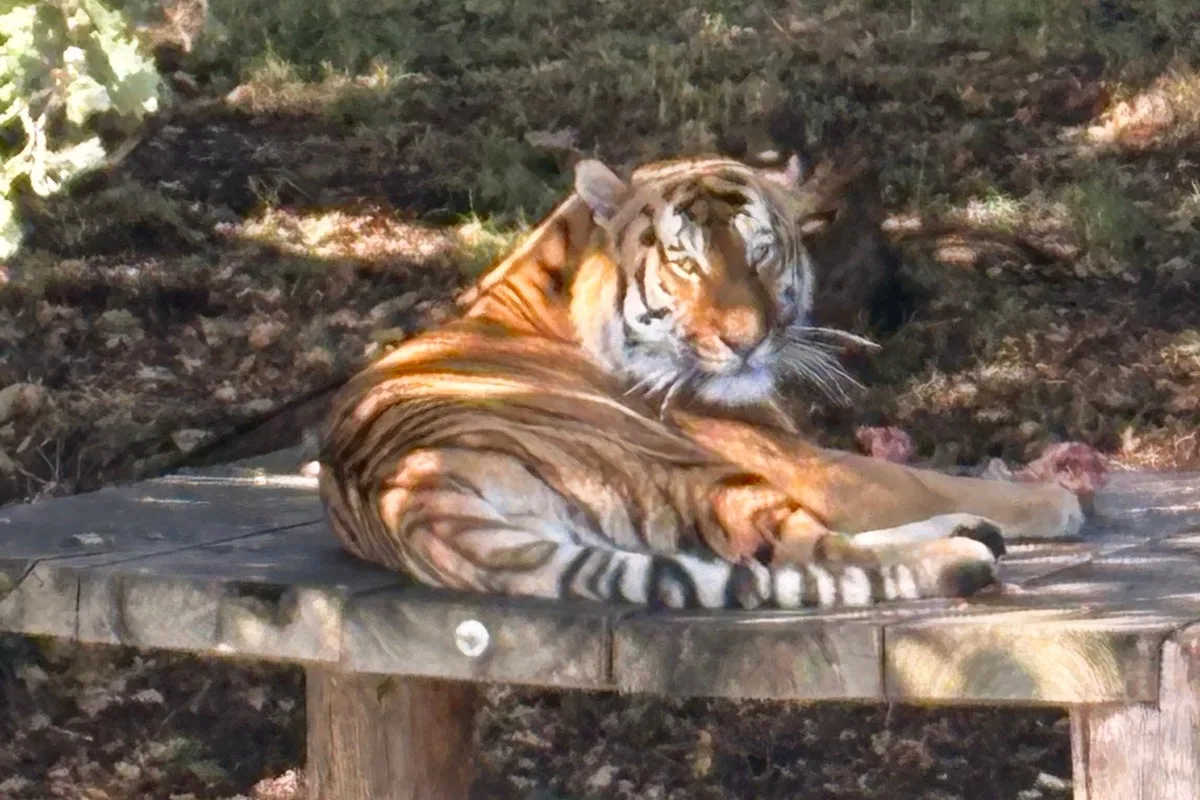 Visitors return to view tiger at Yorkshire Wildlife Park six days after man killed