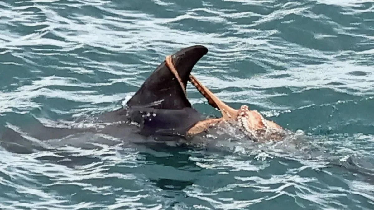 Un pulpo cabalga a lomos de un delfín y eso evidencia el gran problema que Reino Unido y Galicia tienen entre manos
