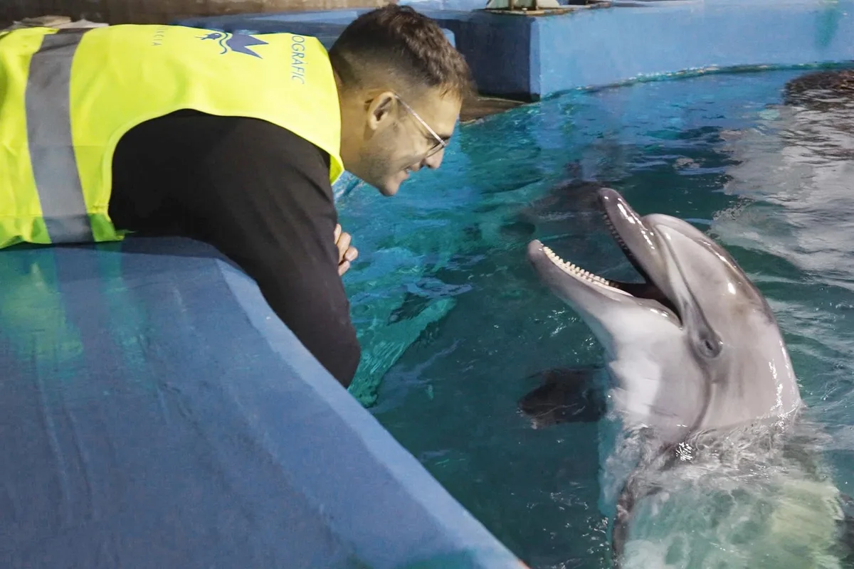 Dos belugas y cuatro delfines rescatados de Canadá llegan al Oceanogràfic de València tras un complejo traslado