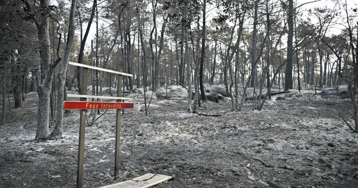 Environnement. Après le grave incendie de juillet, la forêt de Fontainebleau rouvre au public samedi
