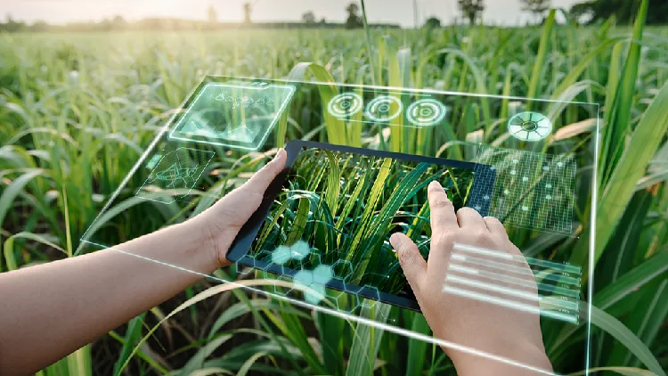 How AI is redefining precision farming in China