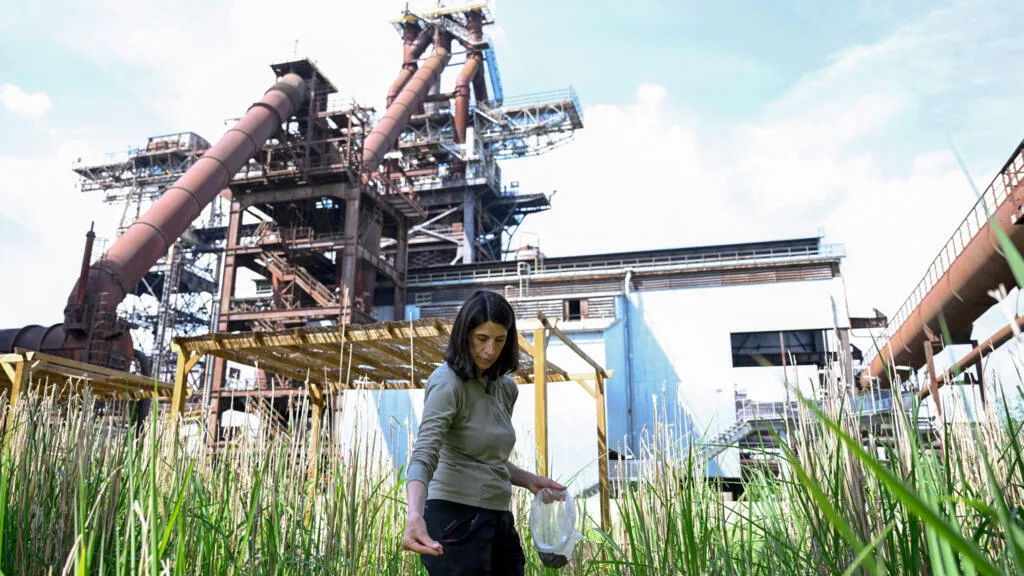 Dans l'est de la France, des plantes pour dépolluer des sites industriels désaffectés
