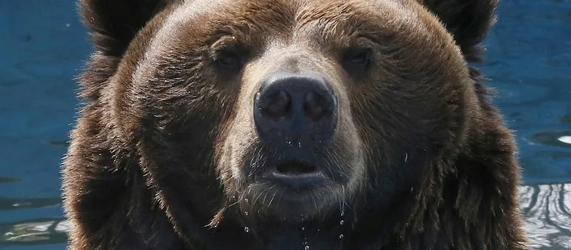 Russia cracks down on AI bears as real attacks spread fear