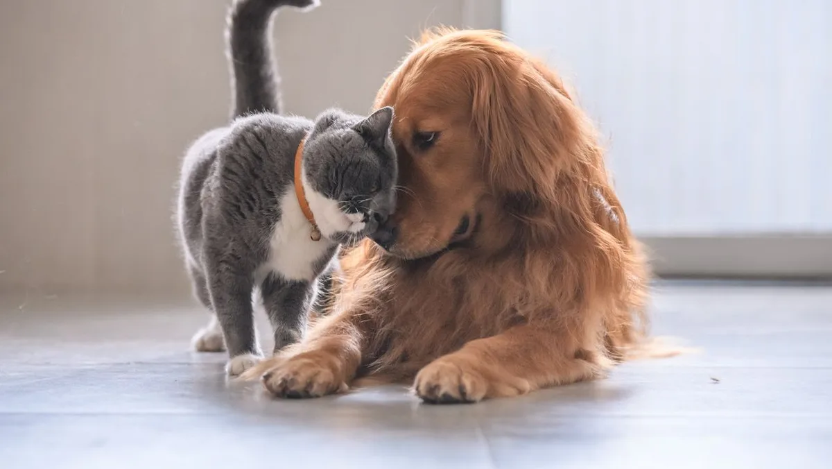 Entró en vigor: la Ley de Bienestar Animal prohíbe tener a mascotas en un lugar que no los proteja del mal tiempo
