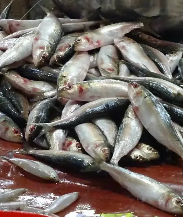 Sardine fishery faces possible restrictions as PHV mortality spreads