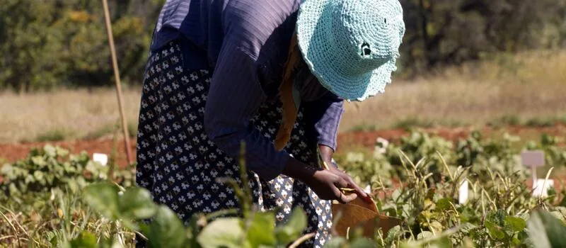 NEWS ANALYSIS | Agriculture pulls more than its weight in GDP data, despite headwinds