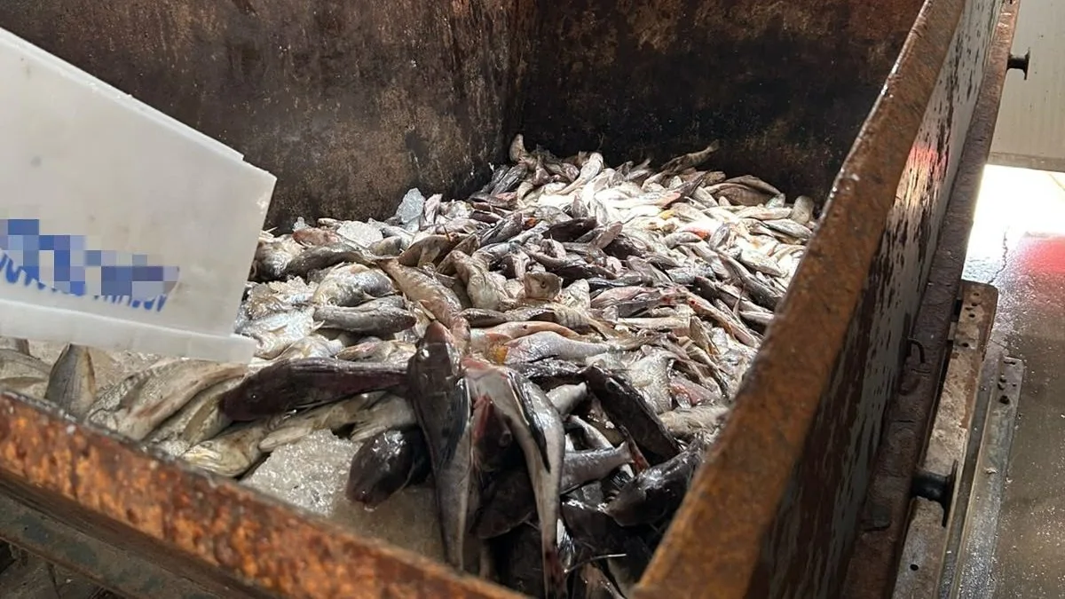 Entidade reage após 13 toneladas de camarão e pescados serem jogados no lixo durante operação em SC: ‘fiscalizar não significa criminalizar’