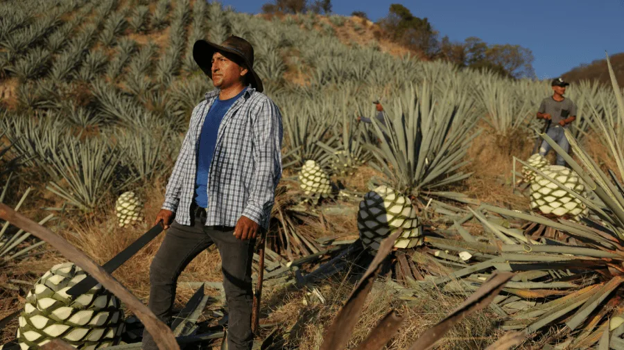 Mexico’s mezcal boom is under threat from organized crime