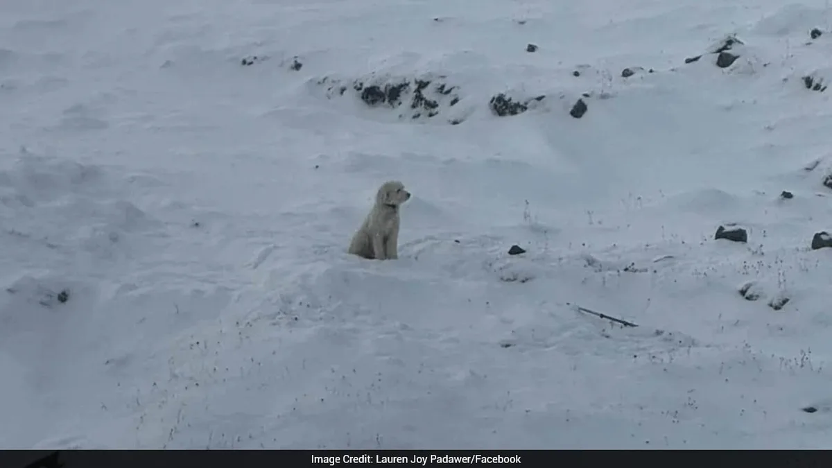 Dog Lost In Alaska Avalanche Found Alive After 50 Hours. Thanks To Apple AirTag