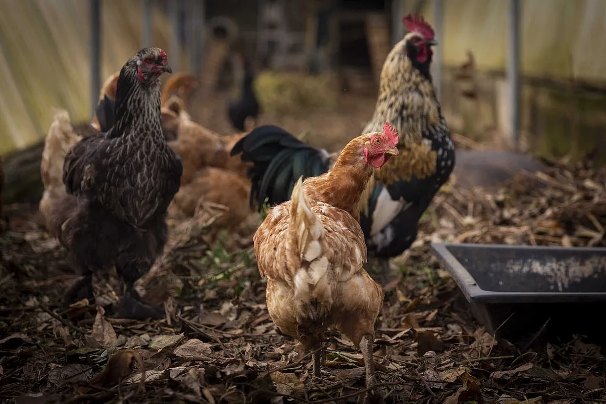 China inunda mercado da proteína com frango abaixo do preço de mercado